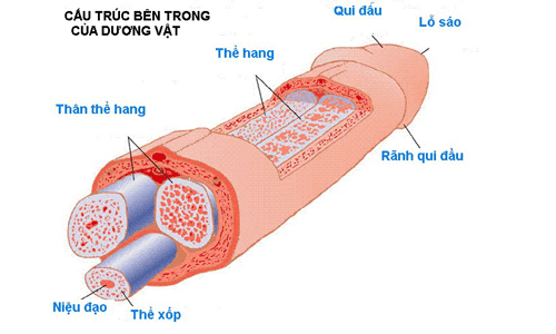 cấu trúc bên trong của dương vật